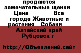 продаются замечательные щенки › Цена ­ 10 000 - Все города Животные и растения » Собаки   . Алтайский край,Рубцовск г.